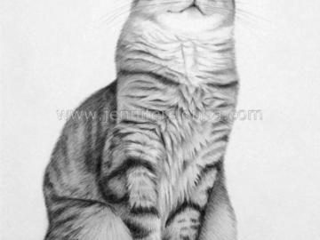 8x10 inch graphite pencil cat portrait
