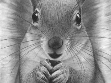 8x10 inch graphite pencil squirrel portrait