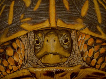 8x10 inch colored pencil turtle portrait