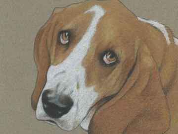 commissioned 5x7 inch colored pencil pet sketch