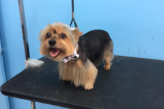 Request Quote: Puppylicious Pet Grooming Salon - Coconut Creek, FL