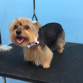 Puppylicious Pet Grooming Salon - Coconut Creek, FL