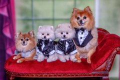 Request Quote: Professional Pet Photographer Richie Schwartz - West Hempstead, NY