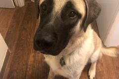 Request Quote: South Paw Pet Sitting - Suwanee, GA