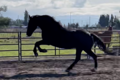 Request Quote: 4PetTalks Animal Communication and Healing Services - Keizer, OR