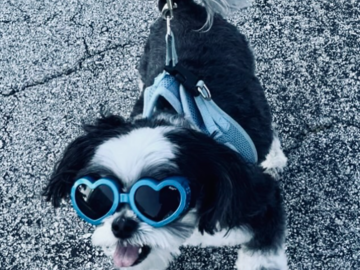Our client dog with glasses