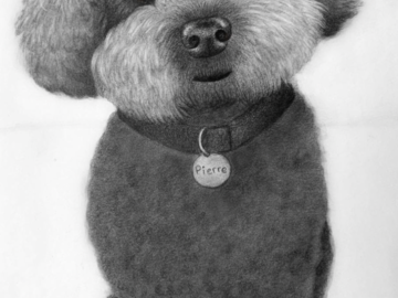 Poodle Pet Portrait