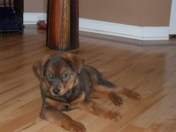 Puppy Paris