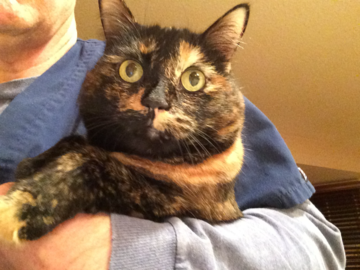 Our lovely cat care client Elphie