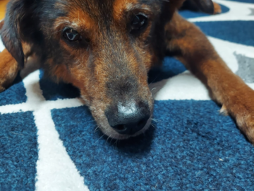 Senior geriatric Paris