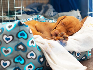 Sleepy pup during overnight care