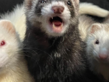 We love our slinky Ferret kitts!
