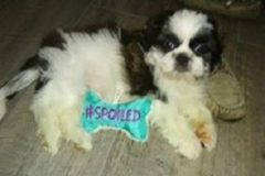 Request Quote: Judy Truett - Mobile Pet Grooming Service - Shippensburg, PA