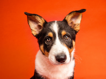 Corgi puppy on orange background