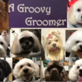 A Groovy GrooMer - Mobile Dog Grooming Service - Burlington, ON