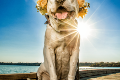 Request Quote: Haute Dog Pet Photography - Dallas, TX