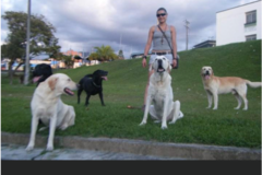 Request Quote: Pet Sister - Dog Walking and Pet Sitting Service - Glendale, NY