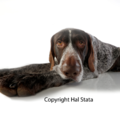 Stata Productions - Professional Pet Photographer - Cleveland, OH