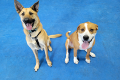 Request Quote: NH Humane Society - Certified Private Dog Training - Laconia, NH