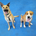 NH Humane Society - Certified Private Dog Training - Laconia, NH