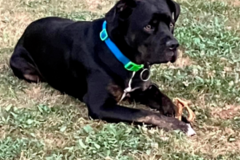 Request Quote: Pets Across America, LLC - Pet Transportation Service - Nationwide