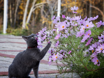 Grey kitten smelling a flower