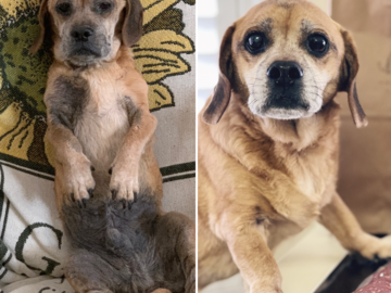 Dixon Before and After