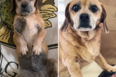 Request Quote: Pet Care Concierge - Nationwide