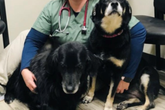 Request Quote: CodaPet At Home Pet Euthanasia  - Kansas City, MO