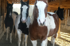 Request Quote: Fetch! Pet Care  - Raleigh, NC