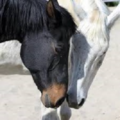 Reiki For Horses - Animal and Equine Reiki Care - Hudson, NH - Nationwide