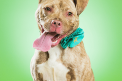 Request Quote: PawtraitLove - Professional Pet Photographer - Columbus, OH