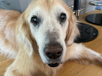 Leo - weekly massages for arthritis