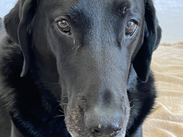 Billie - weekly massages for hip dysplasia 