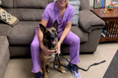 Request Quote: Peaceful Paws Pet Massage Therapy - Charleston, SC