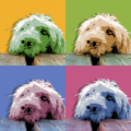 Jean Luc Comperat - Pet Portrait Artist - Nationwide