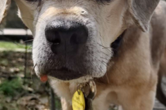 Request Quote: Genteel Pet Care - In Home Sitting Services - New Orleans, LA