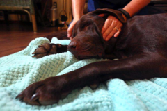Request Quote: Pawsitive Touch Canine Massage - Nanaimo, BCVTM
