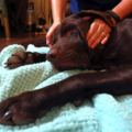 Pawsitive Touch Canine Massage - Nanaimo, BCVTM