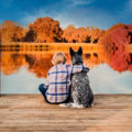 Kylee Doyle Photography - Pet Photographer - Placerville, CA