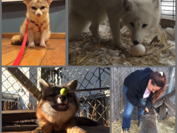 Few other species I worked with; fennic fox, arctic fox, grey fox, & porcupine