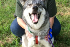Request Quote: Debby's Dog Training & Consulting LLC - Cert Dog Trainer - Flushing, NY