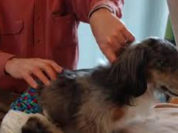Dr. Nels resets a paralyzed dachshund