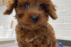 Request Quote: Heart of Caregiving Pets LLC - Pet Boarding Services - Port Angeles, WA