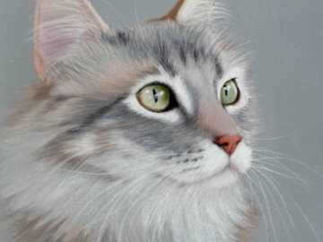 Maine Coon Cat pastel portrait by Heather Mitchell