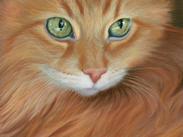 Persian Cat pastel portrait by Heather Mitchell