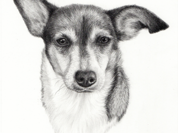 Pencil drawing of a Jack Russell dog by Heather Mitchell
