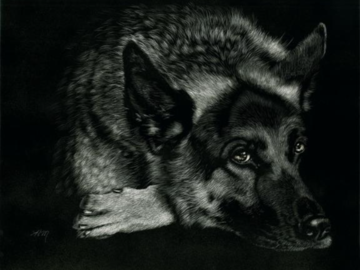 Scratchboard drawing of a German Shepherd by Heather Mitchell