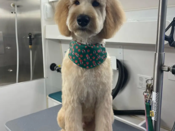 Photo of our work being a pet groomer in Granger, IN