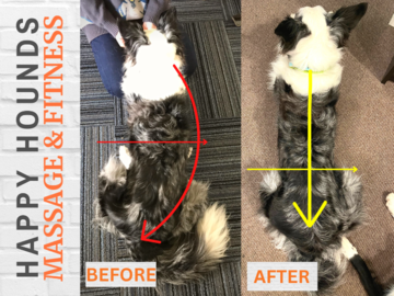 A dog's posture and musculature visibly improved after a custom exercise program